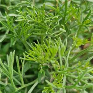 Herb Artemisia Pontica (Roman Wormwood)